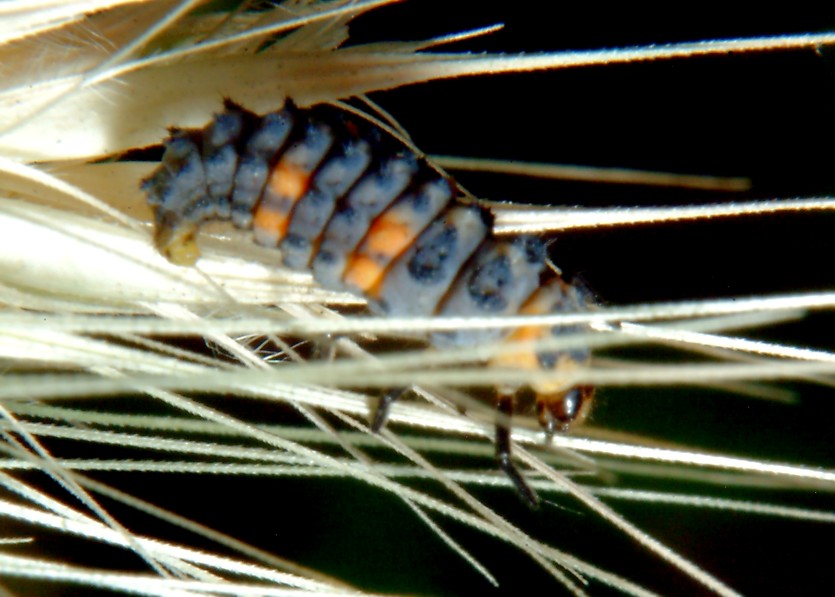 Macrofotografia (anche per micologi)